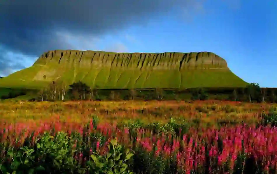 Iconic flat-topped Ben Bulben mountain rising over a colourful meadow of wildflowers in bright sunlight, County Sligo.