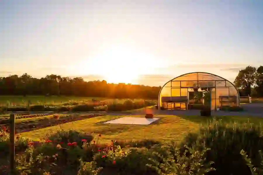 Polytunnel greenhouse at Mary’s Organic Garden near Adare, with vegetable plots and flowers at sunset.