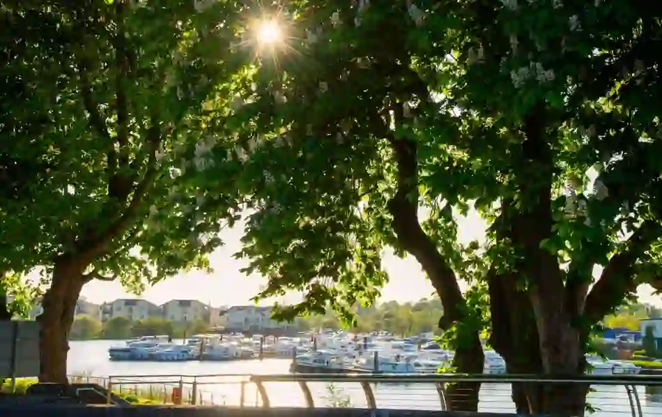 View through trees of Carrick-on-Shannon marina with boats docked on the River Shannon under afternoon sun.