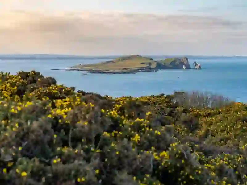 The small island of Ireland’s Eye seen across the sea, with rocky cliffs and spring gorse blooming in the foreground.