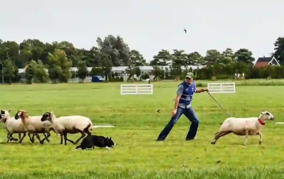 A farmer directs his sheepdog during a sheepdog trial in Sligo, with a flock of sheep grazing on a grassy field under a pale sky.