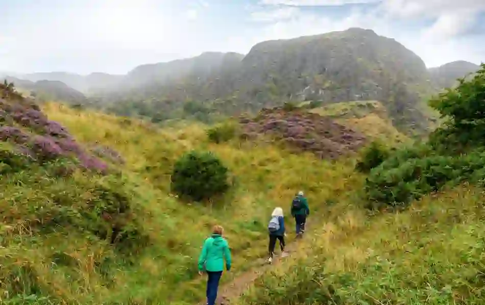 Three hikers walking through heather and grass on Cave Hill trail towards cliffs in soft morning light.