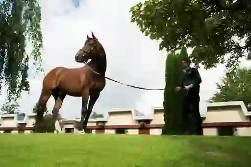 A handler leads a tall bay stallion across green lawns outside stables at the Irish National Stud in County Kildare.