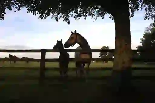 Two horses stand by a wooden fence under a tree, with others grazing nearby at the Irish National Stud, County Kildare.