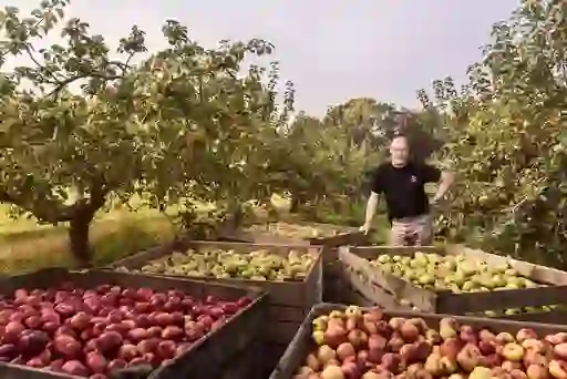 Farmer in an orchard with crates of apples during harvest season in County Armagh.