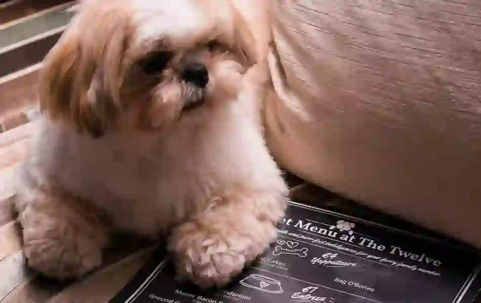 Shih Tzu resting beside a printed pet menu at The Twelve hotel in County Galway.