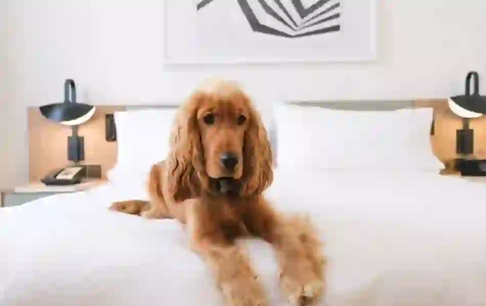 Golden spaniel lying on a freshly made bed in a bright, pet-friendly boutique hotel room.