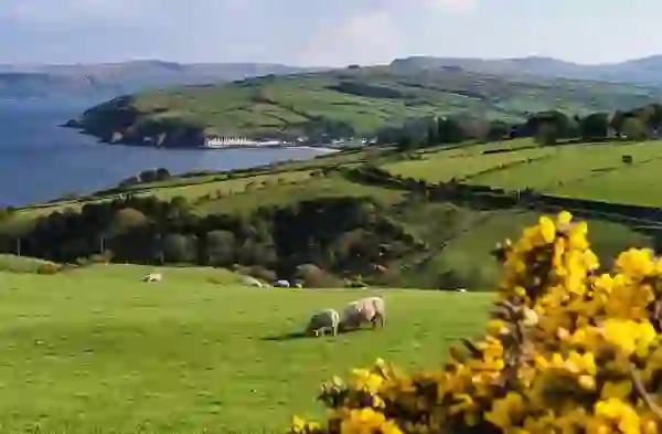 Sheep grazing on green fields overlooking Cushendun and Red Bay, County Antrim.