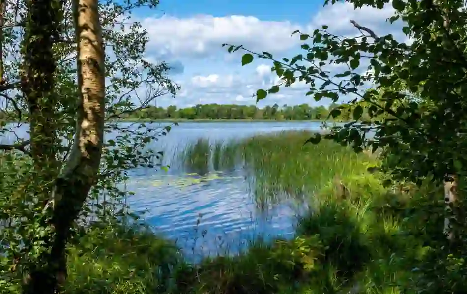 IHH-by-public-transport-portumna-forest-county-galway-hero-v1