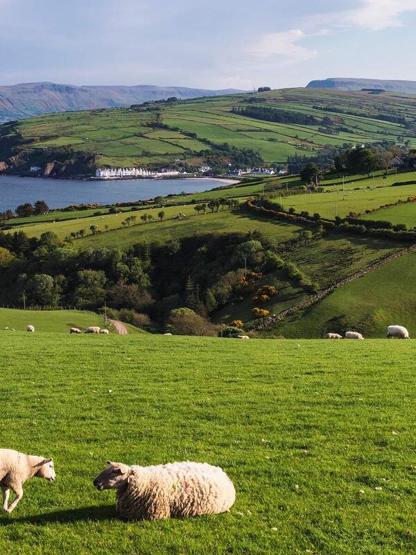 Rolling green hills with sheep overlooking the Antrim coast and Cushendun village in Northern Ireland.
