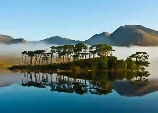 Derryclare Lough reflecting pine trees and the Twelve Bens in Connemara National Park, County Galway.