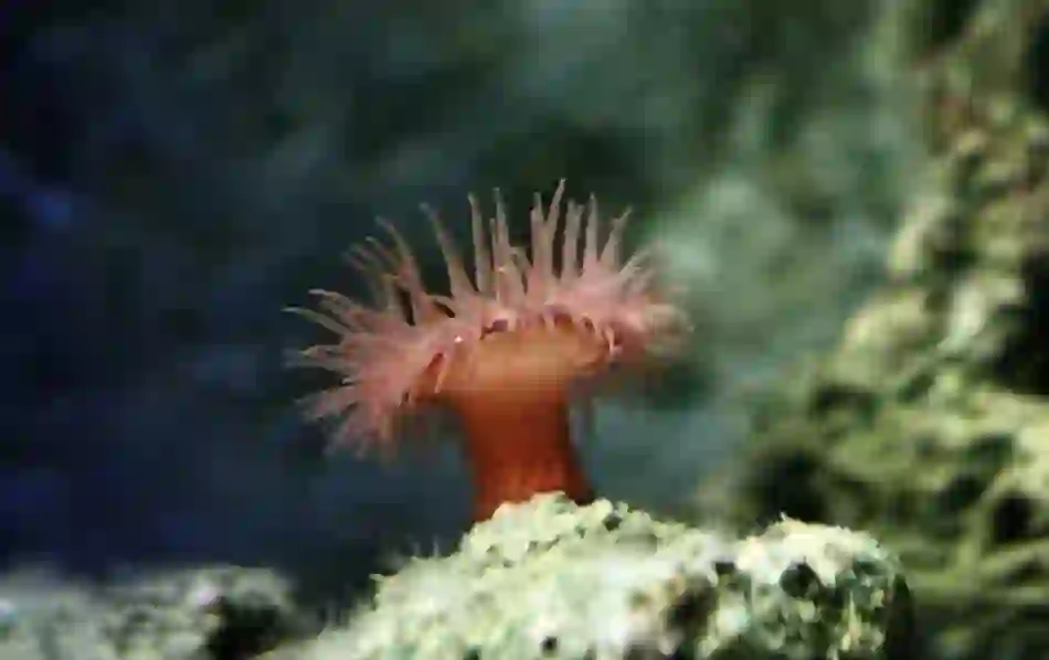 Vibrant orange sea anemone with spreading tentacles attached to rock on Irish reef, seen while scuba diving.