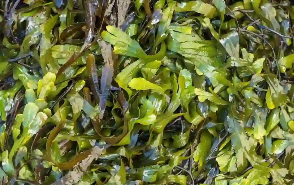 Serrated wrack seaweed