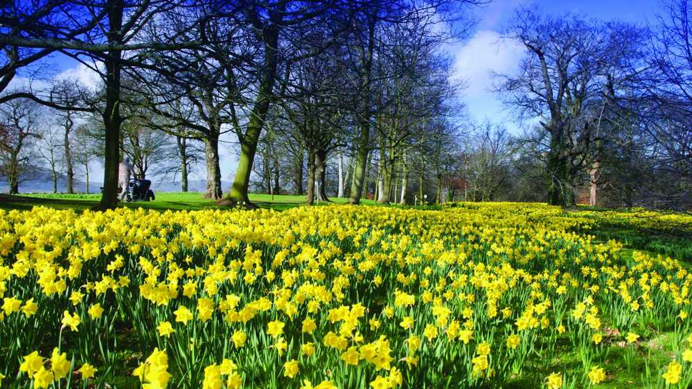 A person walks a stroller past yellow daffodils blooming beneath tall bare trees in a spring park scene in Ireland.