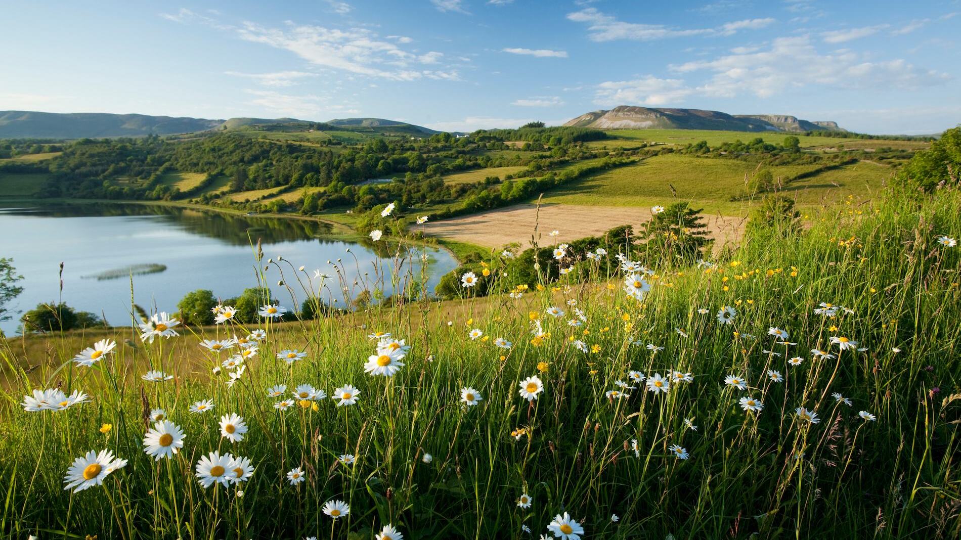 Field daisies