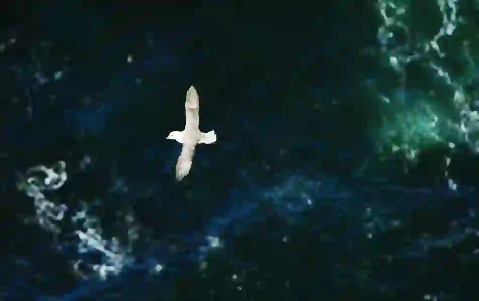 A lone seabird glides with outstretched wings above dark green waves of the North Atlantic off the coast of Northern Ireland.
