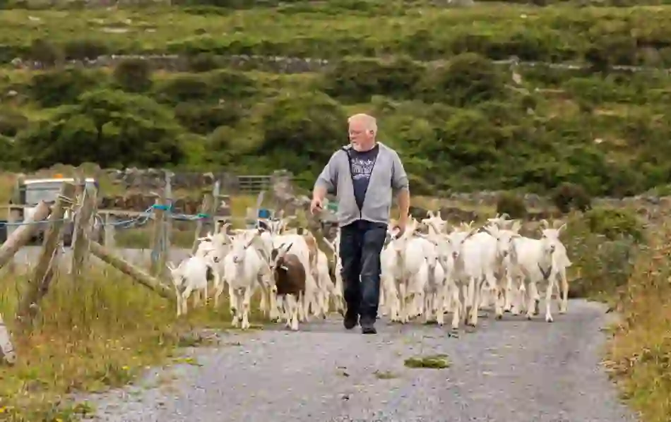 sustainablefoodexperiences-arangoatscheese