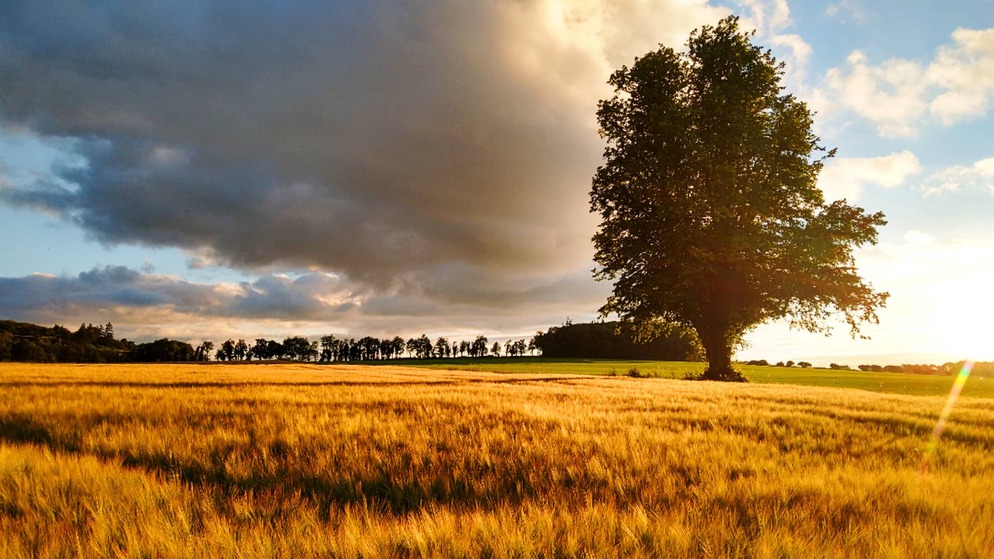 sustainablefoodexperiences-ballykilcavanbarleyfield-herov1