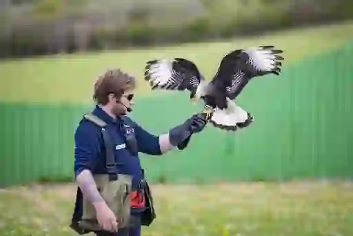 Birds of Prey Centre Aillwee Burren Experience