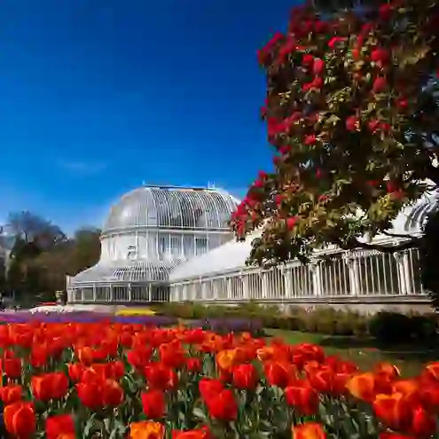 Palm House at Belfast Botanic Gardens framed by red tulips and flowering rhododendrons beneath a clear blue sky.