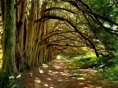yew-tree-walk-huntington-castle-inset-1