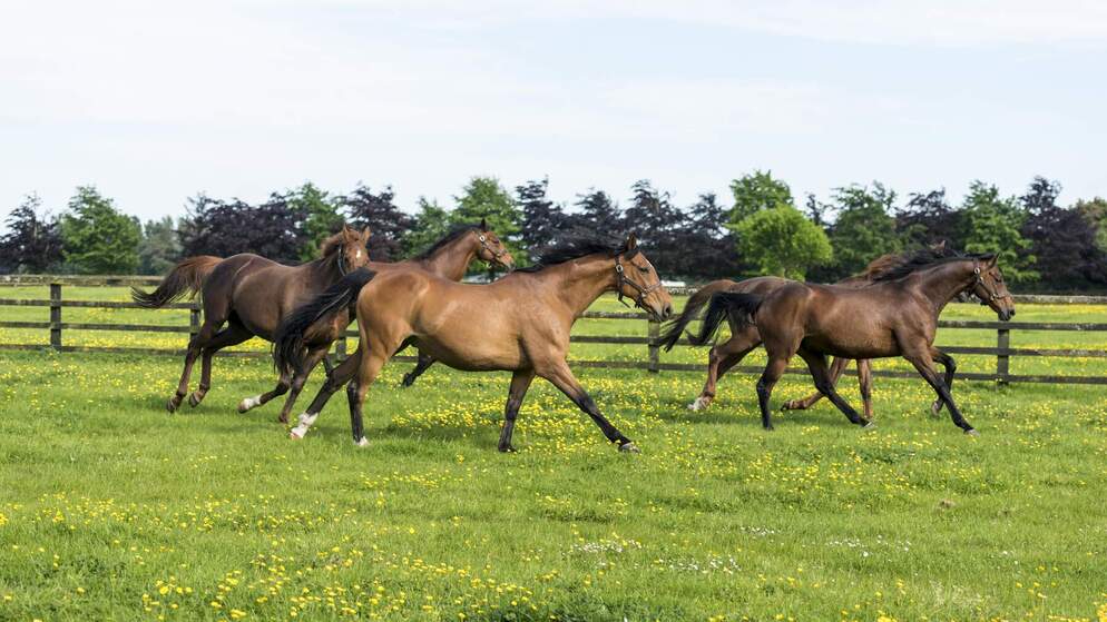 The Irish National Stud and Gardens Co Kildare Living Legendswebsize