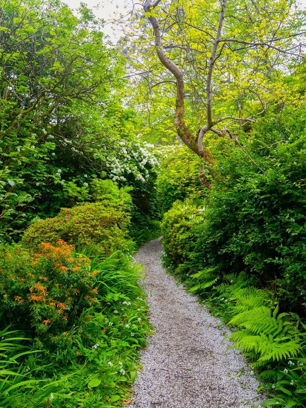 Gravel path winding through lush greenery and flowering shrubs beneath a leafy canopy at Mount Usher Gardens, County Wicklow.