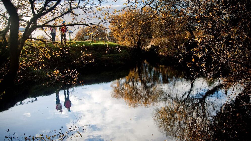 Shannon Pot - Header