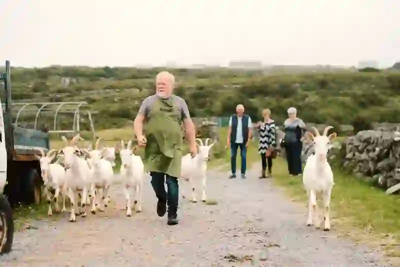 Farmer walking with a herd of white goats along a rural path on the Aran Islands as visitors look on.