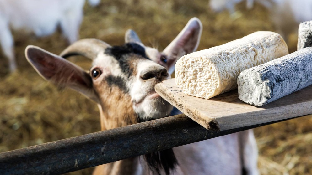 St Tola goat cheese in County Clare, with curious goats and artisan cheeses produced on the family-run farm.