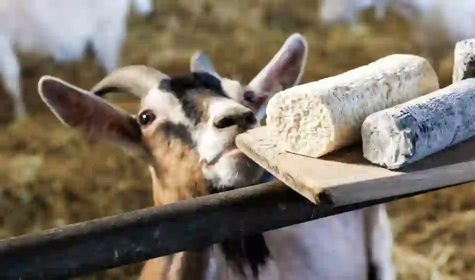 St Tola goat cheese in County Clare, with curious goats and artisan cheeses produced on the family-run farm.