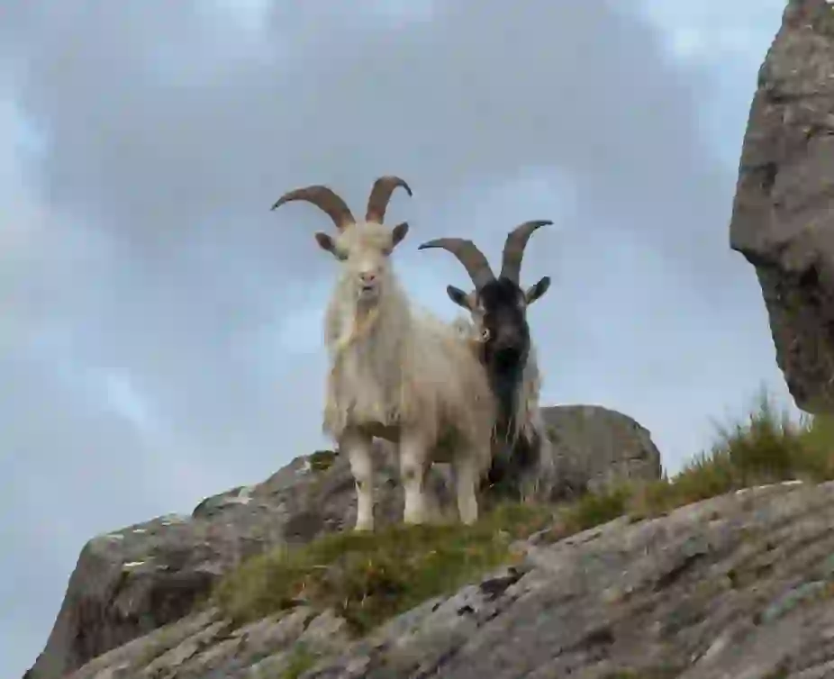 mm_ti_2107046_west_cork_goats