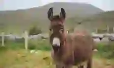 donkey-on-wild-atlantic-way