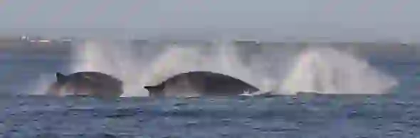 Cork finn whales