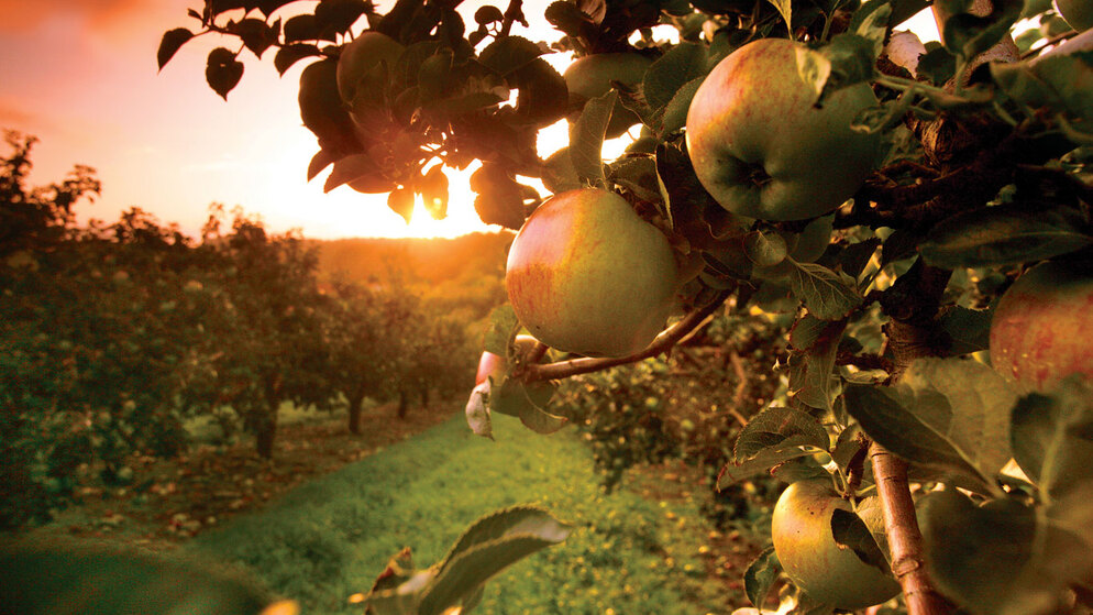 Close-up of apples growing on a tree in an orchard at sunset.