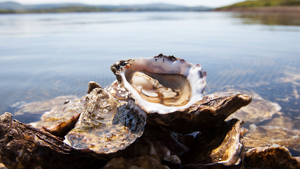 Oysters-in-ireland-backgroun-new